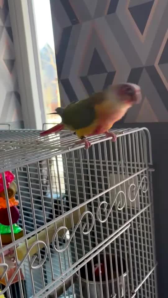 Conures birds for sale: Billy the parrot - Video 1