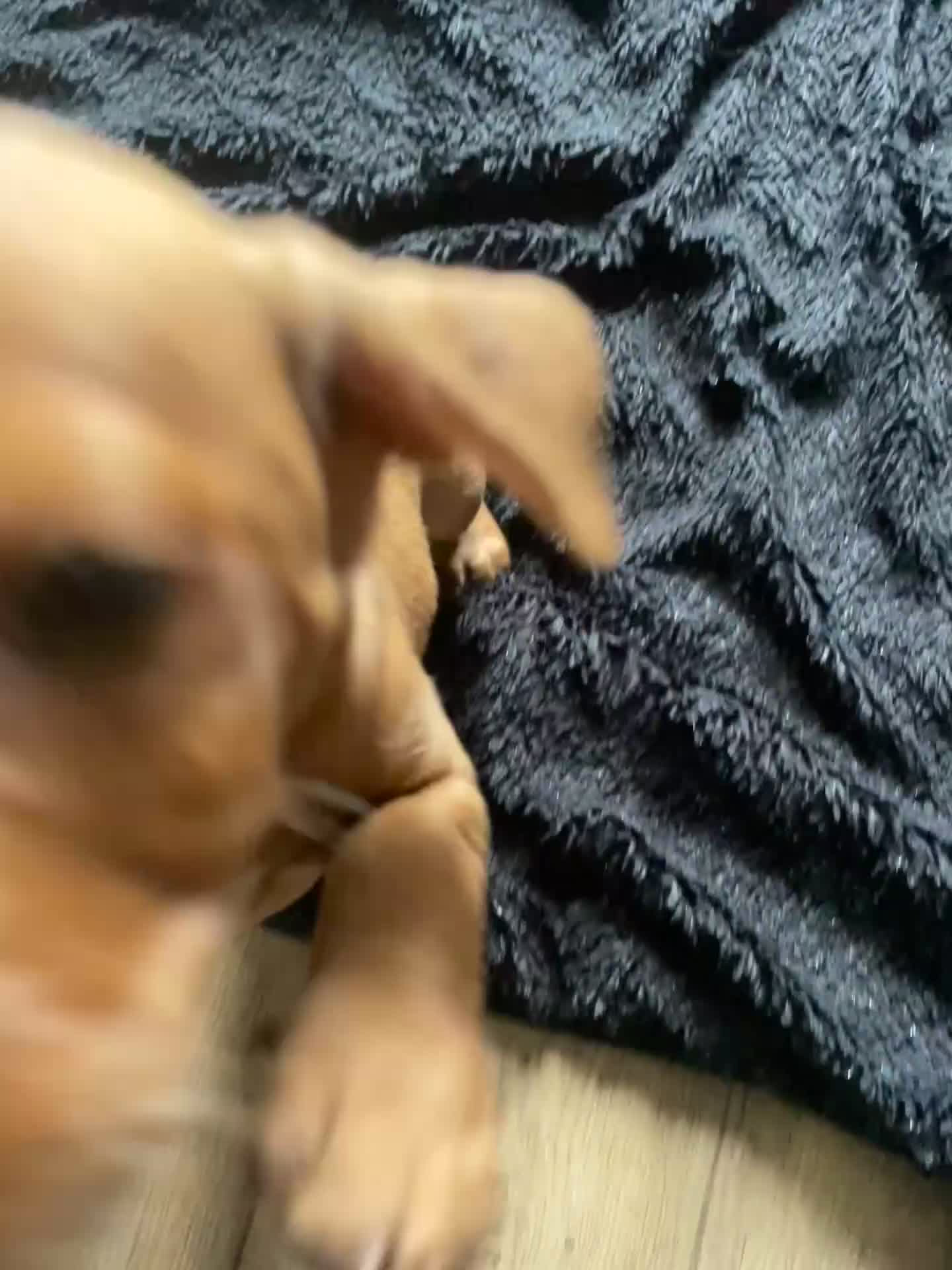 Miniature Dachshund dogs for sale: “Urgent homes needed! – Miniature Dashchunds - Video 5