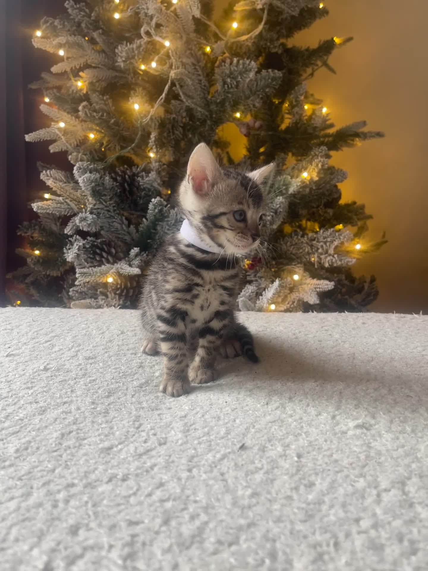 Bengal cats for sale: EXCELLENT BENGAL KITTENS READY BEFORE  ** !!! - Video 1