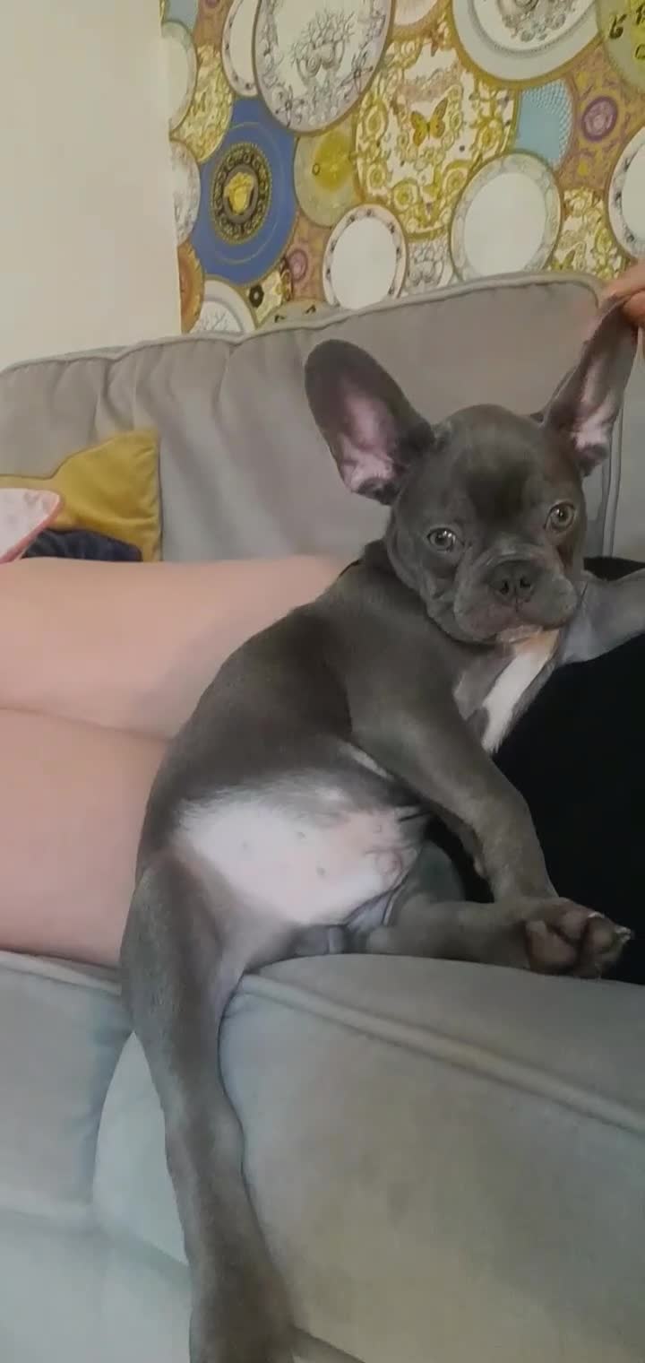 French Bulldog dogs for stud: blue frenchie  in Nottingham - Video 2