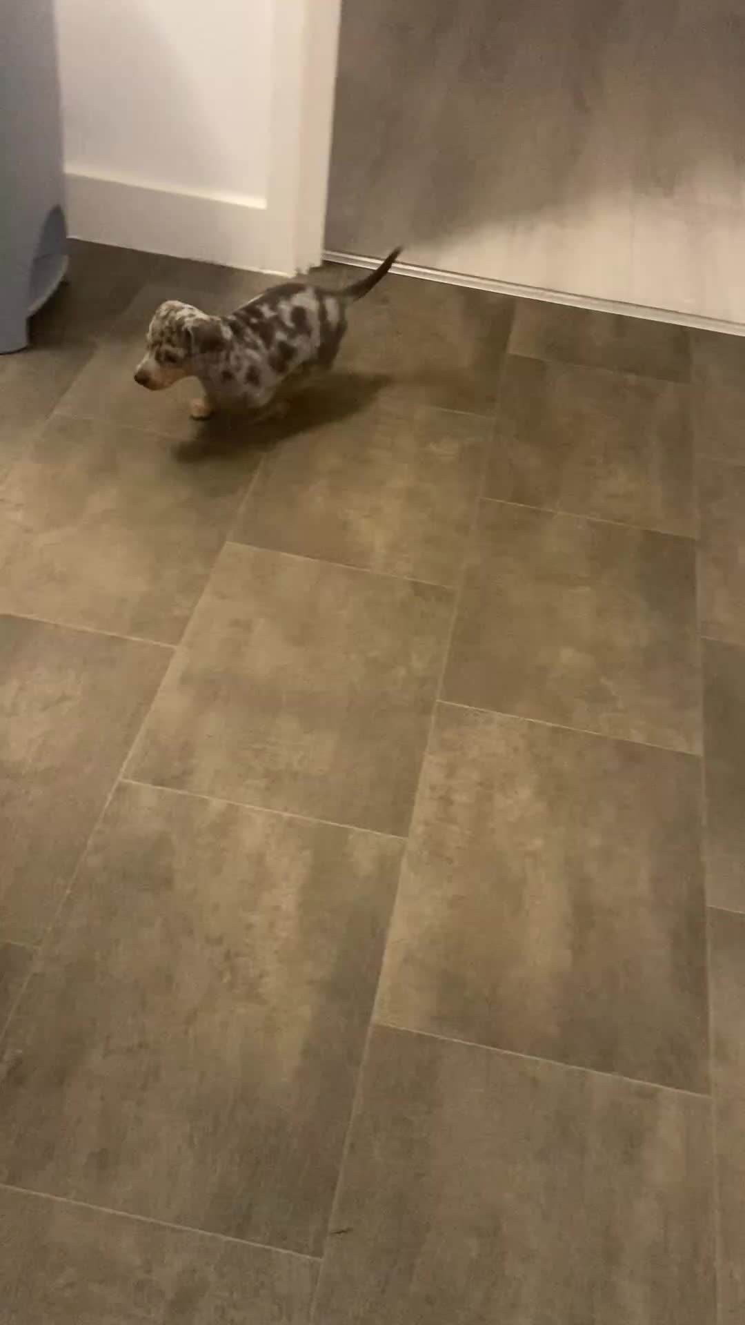 Miniature Dachshund dogs for sale: Miniture dachshund puppies  - Video 1