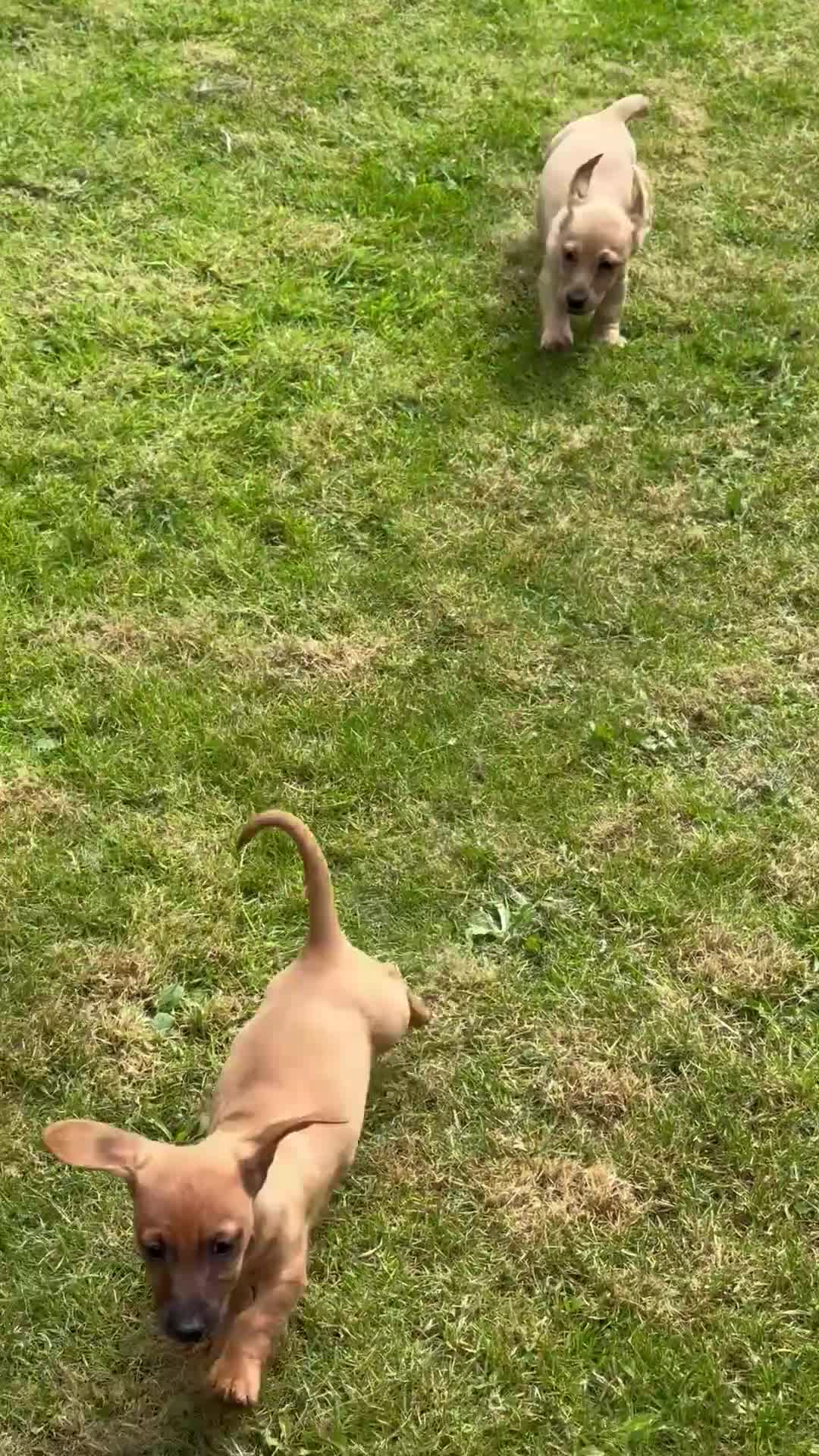 Jackshund dogs for sale: Dachshund X Jack Russell Puppies JACKSHUNDS  in Glasgow - Video 1