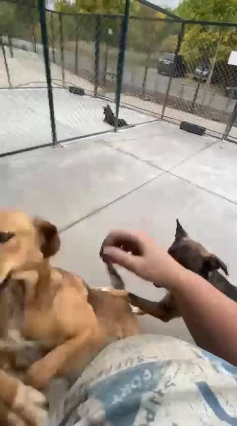 Mixed Breed dogs for adoption: Katie, 1.5 yrs approx. Available for adoption. - Video 4