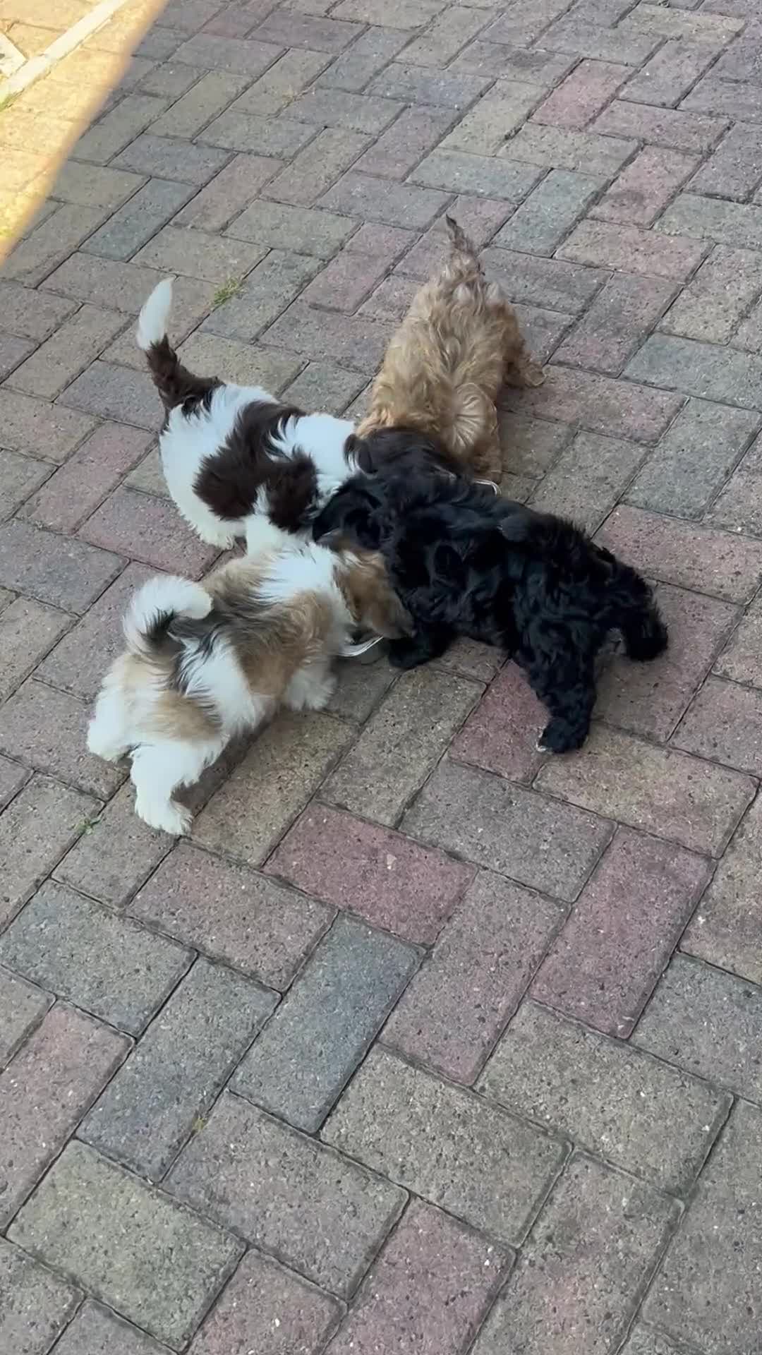 Havanese dogs for sale: 8 Exceptional colours KC reg Havanese puppies  - Video 2