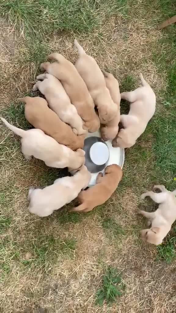 Labrador Retriever dogs for sale: 3 Male Pups KC Reg from Health Tested Parents - Video 1