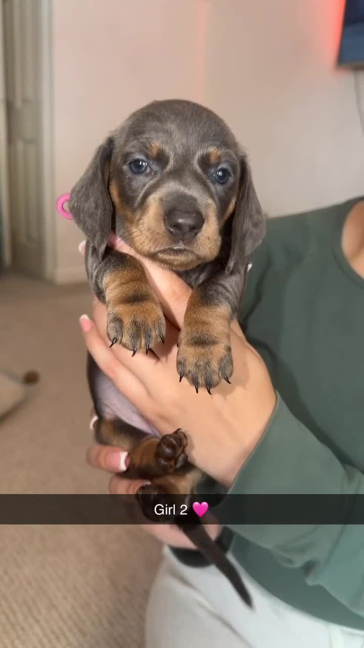 Dachshund dogs for sale: 🩷 2 Beautiful Isabella and Tan Dachshund Girls 🩷 - Video 2