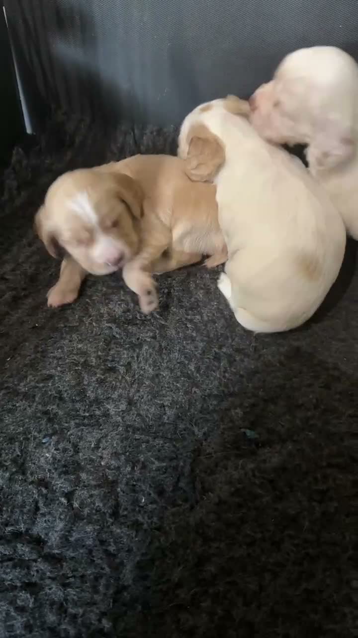 Cocker Spaniel dogs for sale: KC Registered Cocker Spaniel Health Tested puppie - Video 1