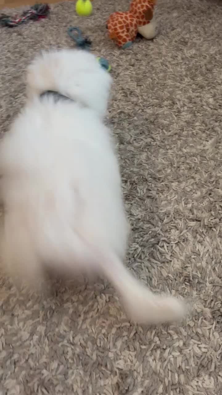 Maltese dogs for sale: Beautiful Maltese Puppy - Video 1