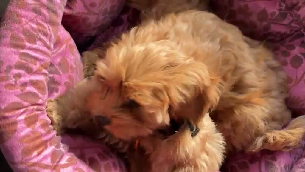Maltipoo dogs for sale: Gorgeous Red Maltipoo Boys❤️ Ready Now! in Milton Keynes - Video 1