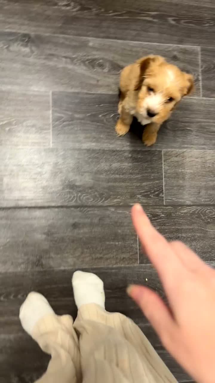 Cockapoo dogs for sale: This is Bonnie she is a female.  in Treorchy - Video 1