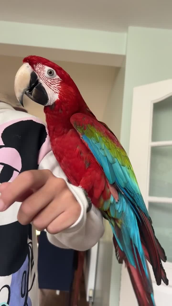 Macaws birds for sale: Beautiful red macaw - Video 2