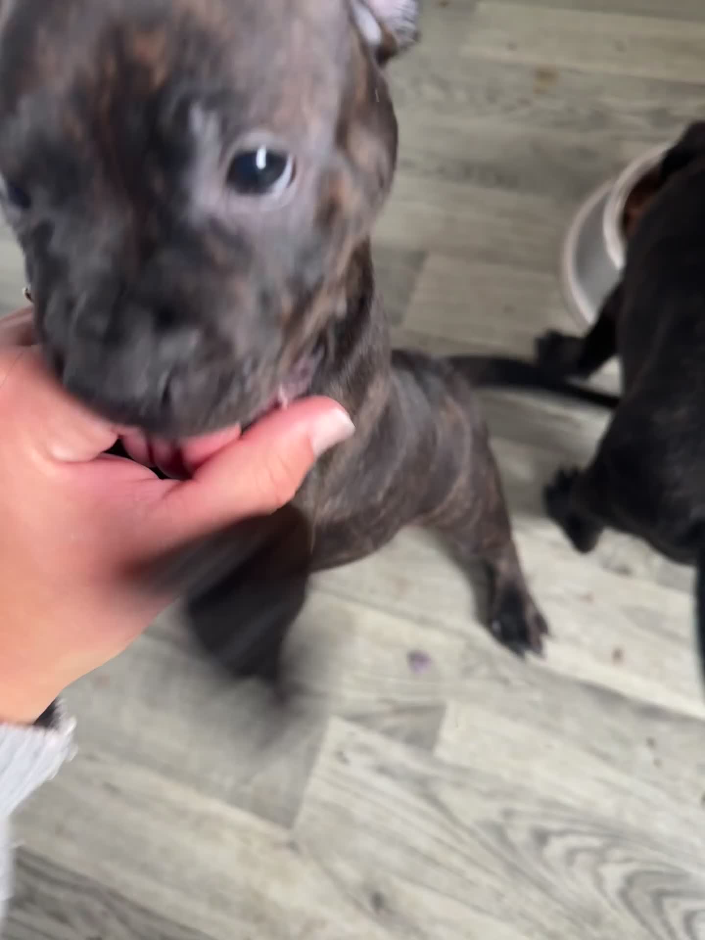 Staffordshire Bull Terrier dogs for sale: 1 male Staffordshire bull terrier puppy  - Video 1