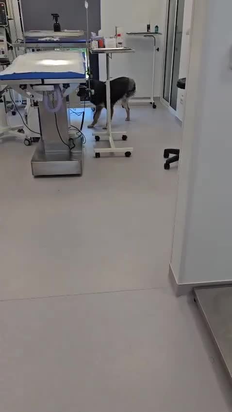 Mixed Breed dogs for adoption: A poor, gentle 3 legged boy needs a Loving Home - Video 5