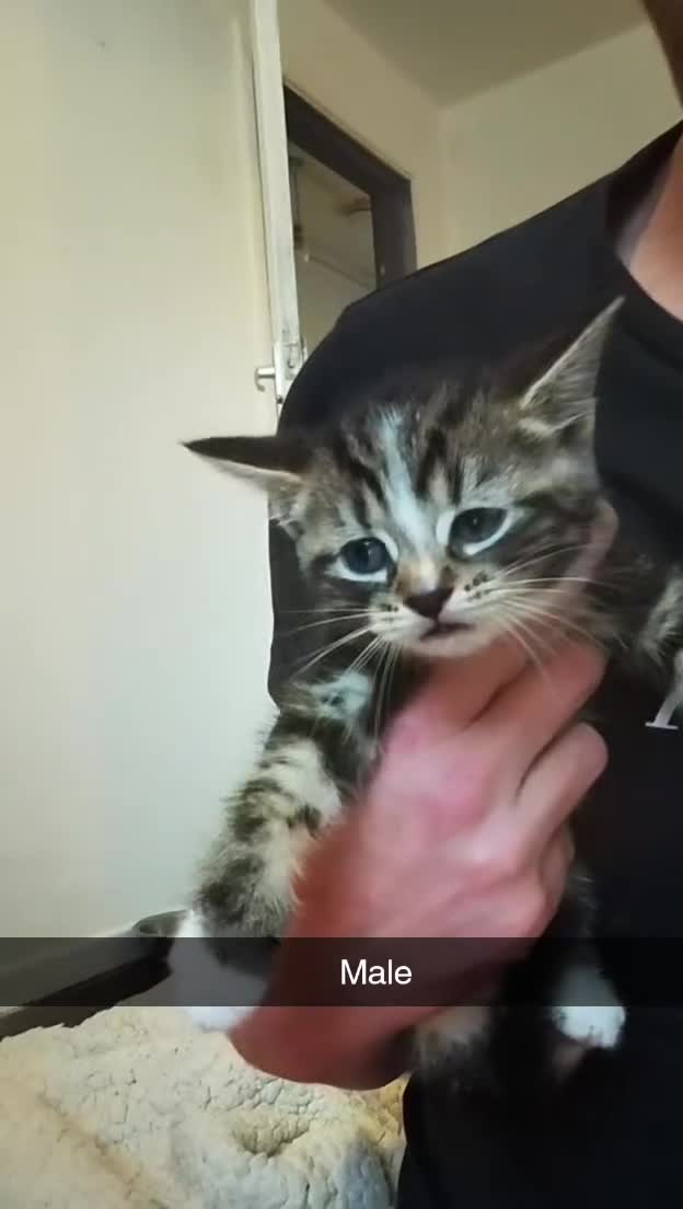 British Shorthair cats for sale: Gorgeous litter  - Video 1