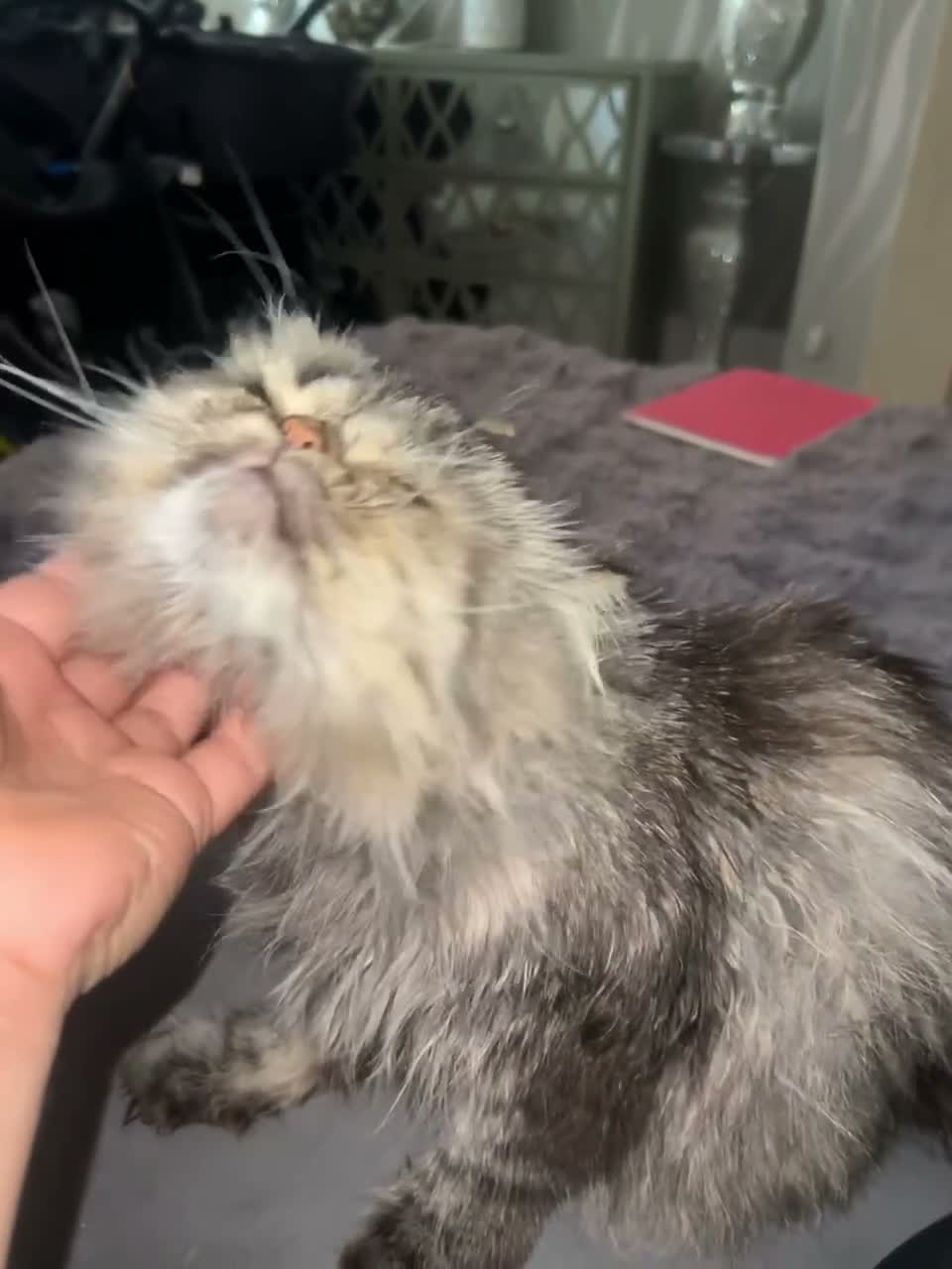 Persian cats for sale: Persian exotic 2 years mele shorthair - Video 1