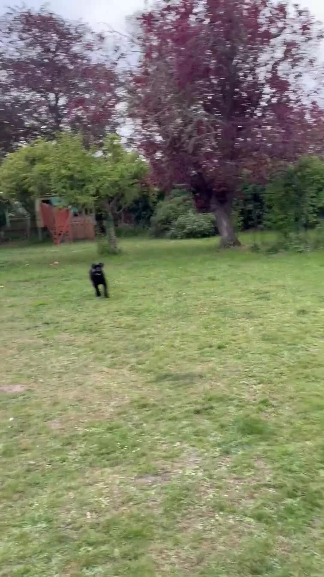 Giant Schnauzer dogs for sale: Eden. 14 months Giant Schnauzer bitch  in Colchester - Video 1