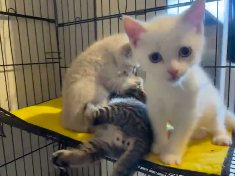 British Shorthair cats for sale: Beautiful, Loving Kittens - Video 2