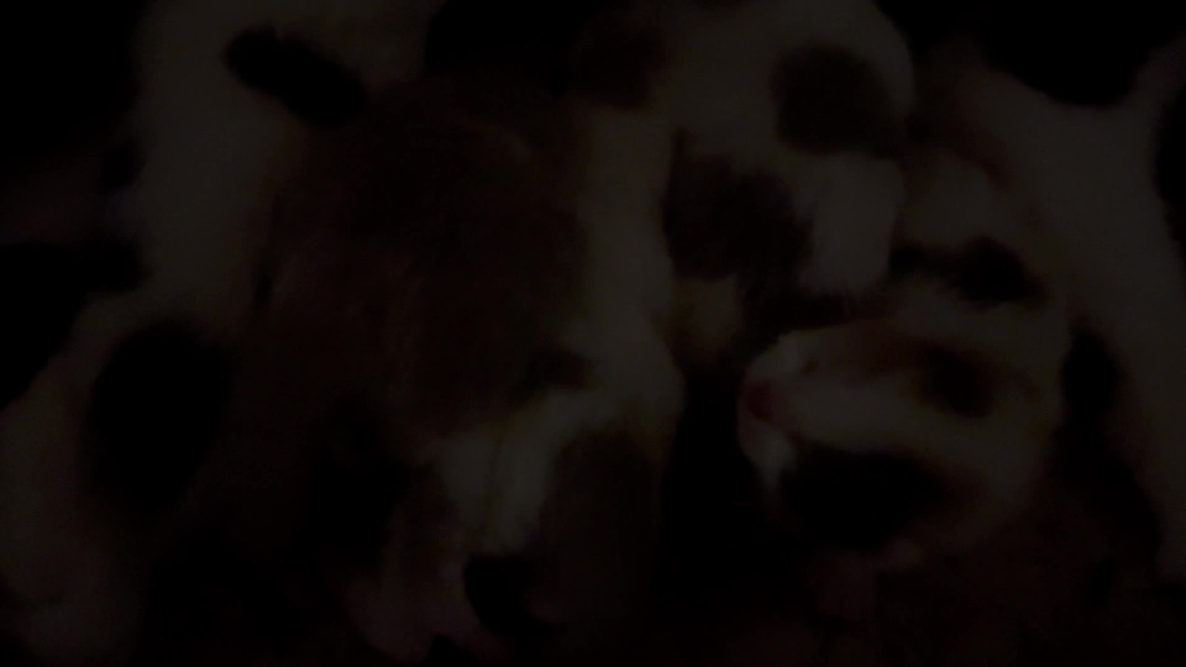 British Shorthair cats for sale: Full Pedigree Registered BSH - Video 1