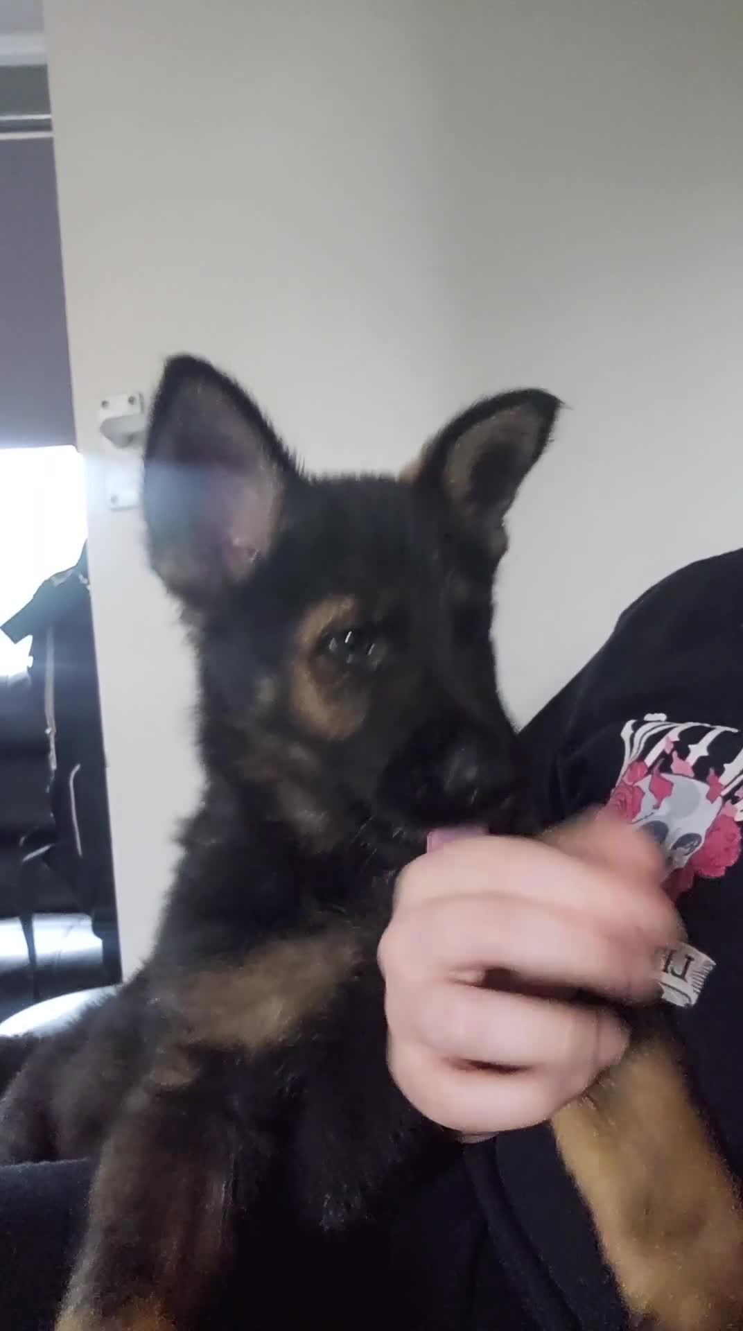 German Shepherd dogs for sale: 7 week old KC German Shepard.  - Video 1