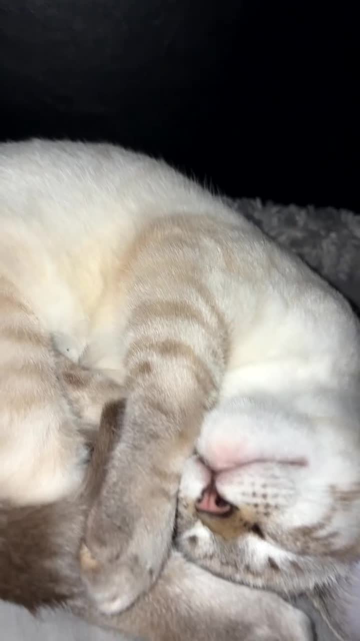 Ragdoll cats for sale: 3 Rag Cross Kittens - Video 1