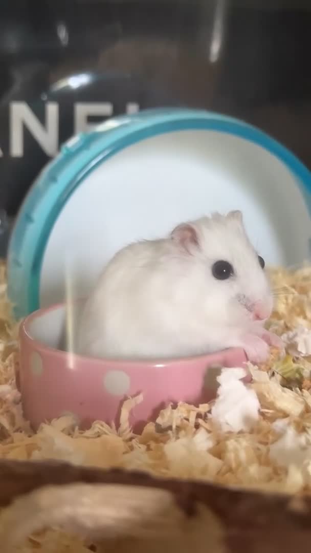 Hamster rodents for sale: Male Siberian dwarf hamster for sale  in London - Video 1