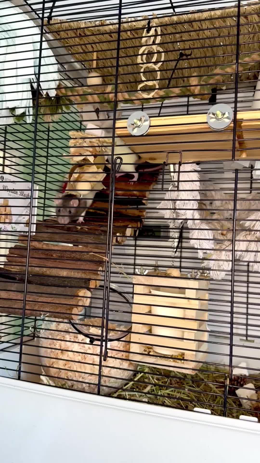 Rat rodents for sale: Meet Rune & Fae - Video 1