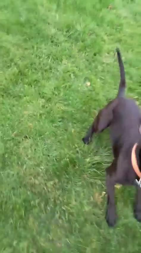 Patterdale Terrier dogs for sale: 3 year old Patterdale terrier  in Jarrow - Video 3