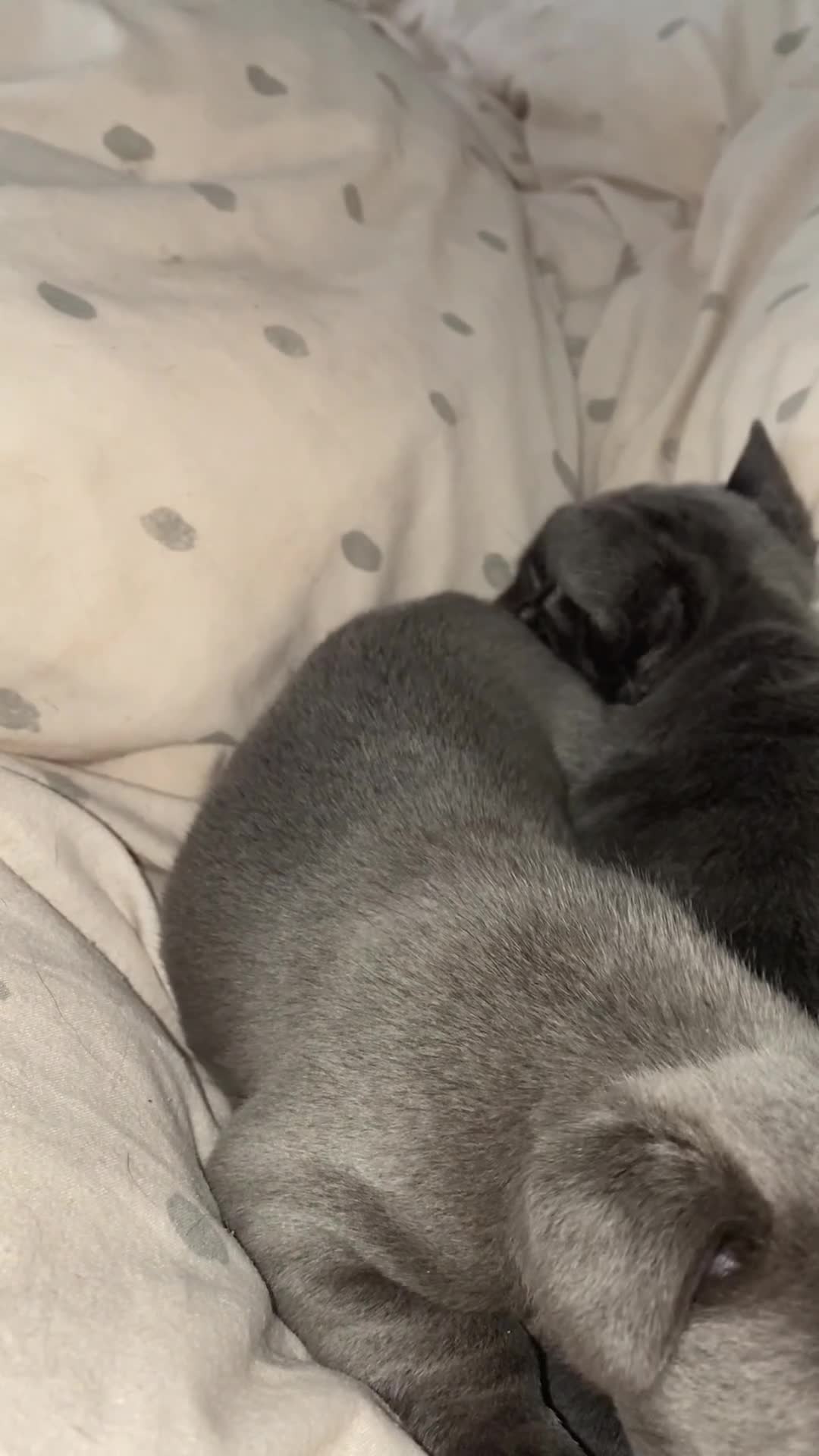French Bulldog dogs for sale: champion french bulldog pups - Video 2