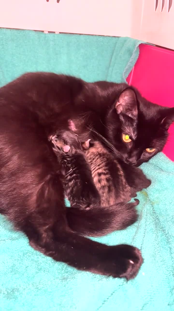 Mixed Breed cats for sale: 4 Beautiful kittens Looking for their forever home in Aberdeen - Video 4