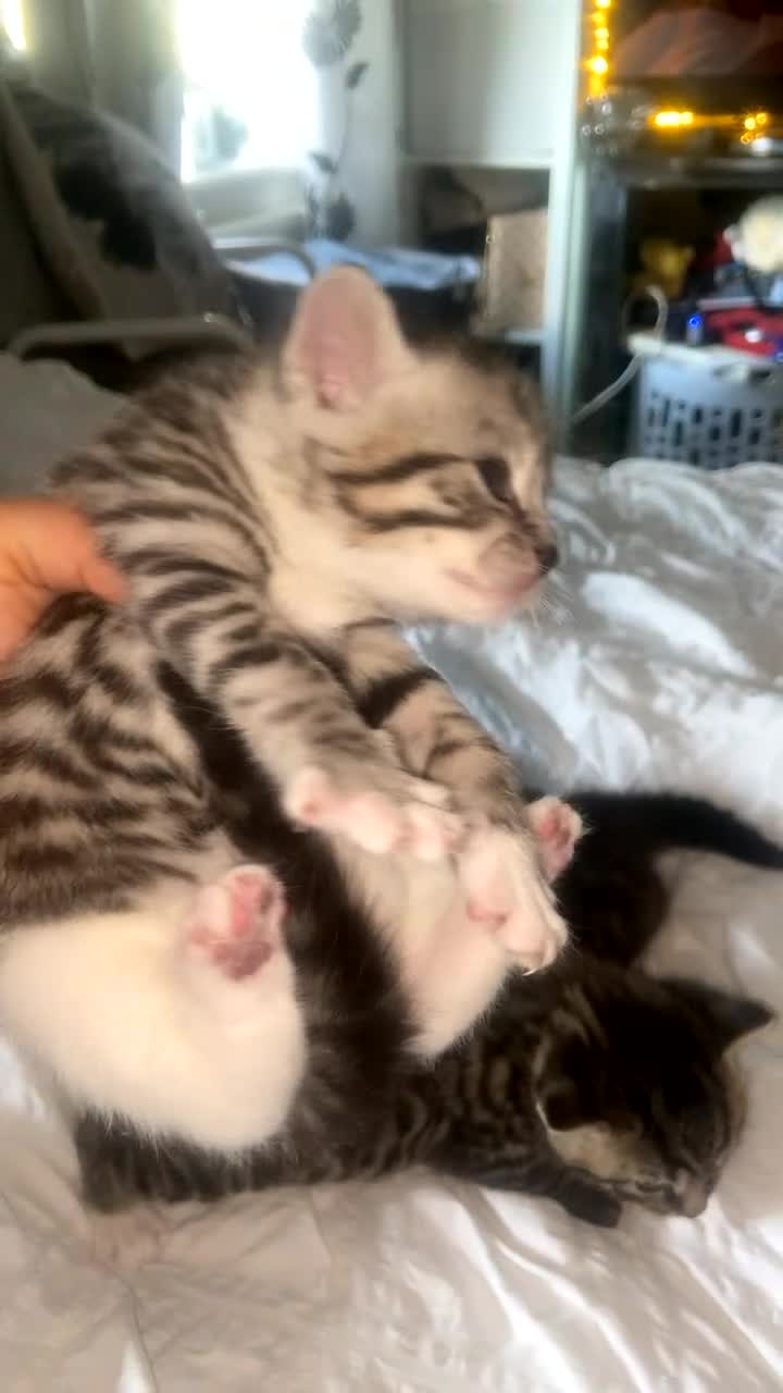 Bengal cats for sale: 3 beautiful bengal/mixed boys ready to reserve  in Birmingham - Video 1