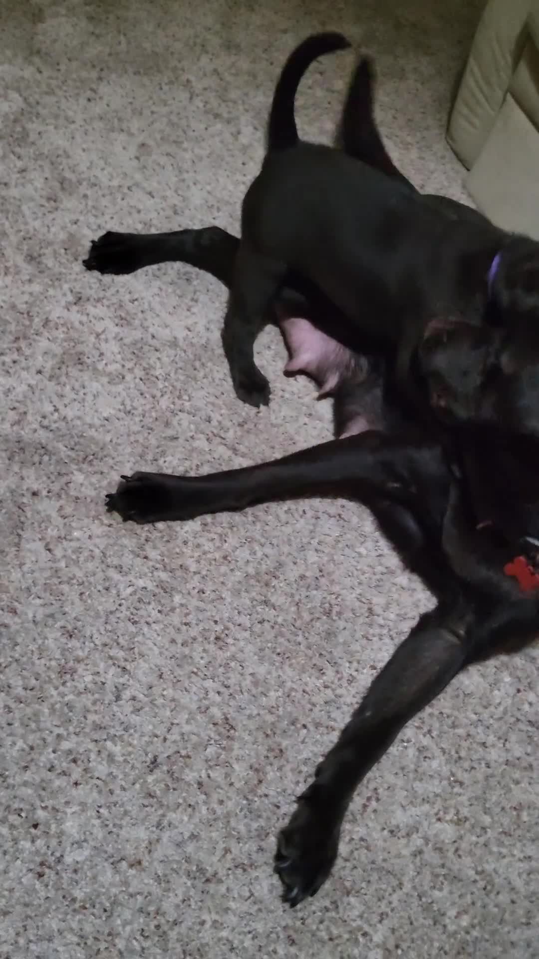 Labrador Retriever dogs for sale: Chocolate Labrador boy - absolutely perfect  - Video 1