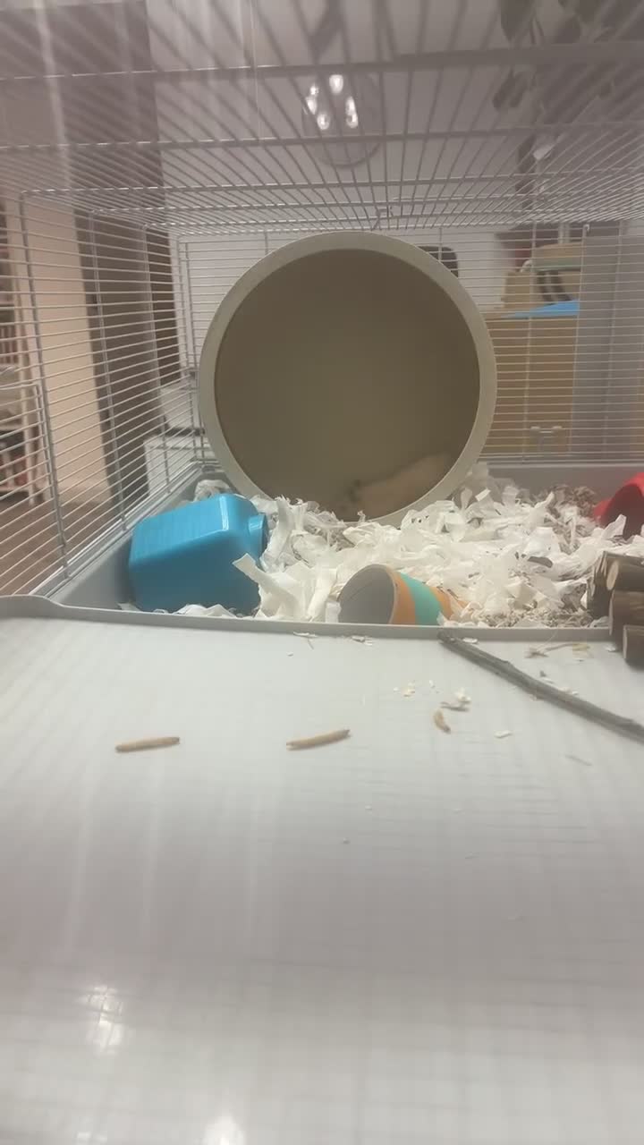 Hamster rodents for sale: blonde syrian hamster - Video 1