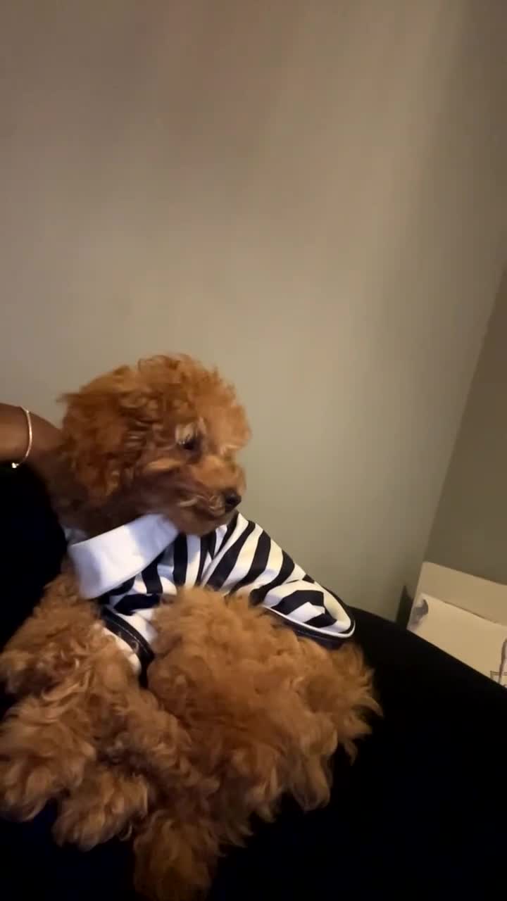Toy Poodle dogs for sale: Milo  - Video 1