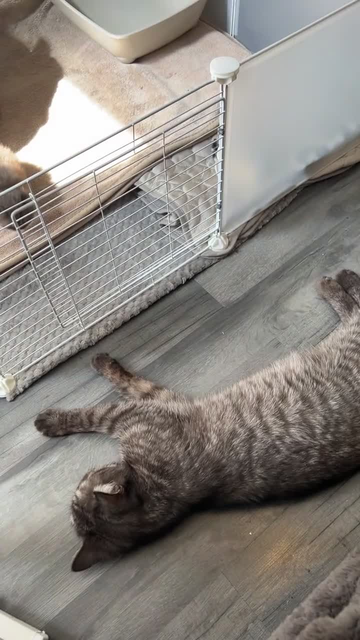 British Shorthair cats for sale: BSH Kittens - Video 2