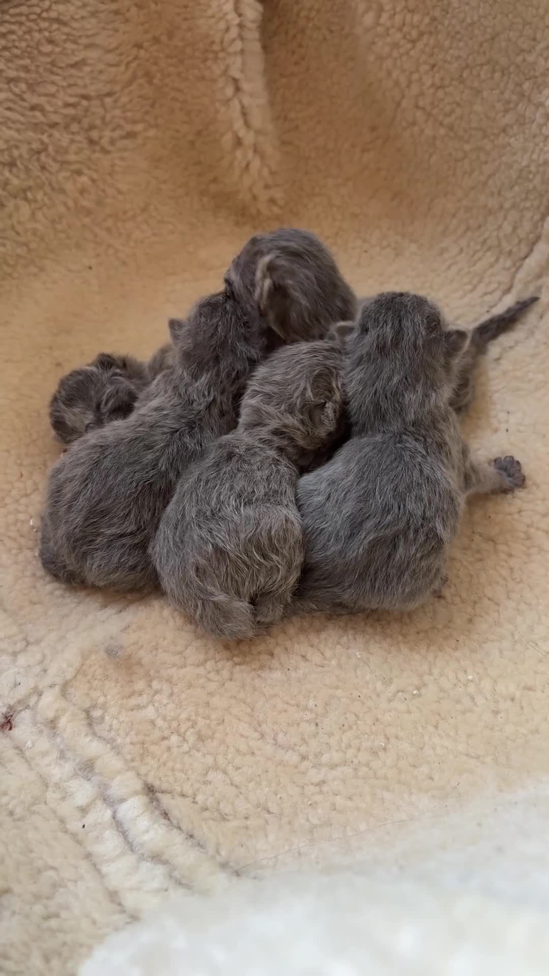 British Shorthair cats for sale: Beautiful fluffy British blue babies ready at  **  - Video 1