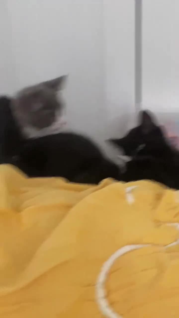 Himalayan cats for sale: Gorgeous Last kitten Girl 🩷 found home ‼️‼️ - Video 1