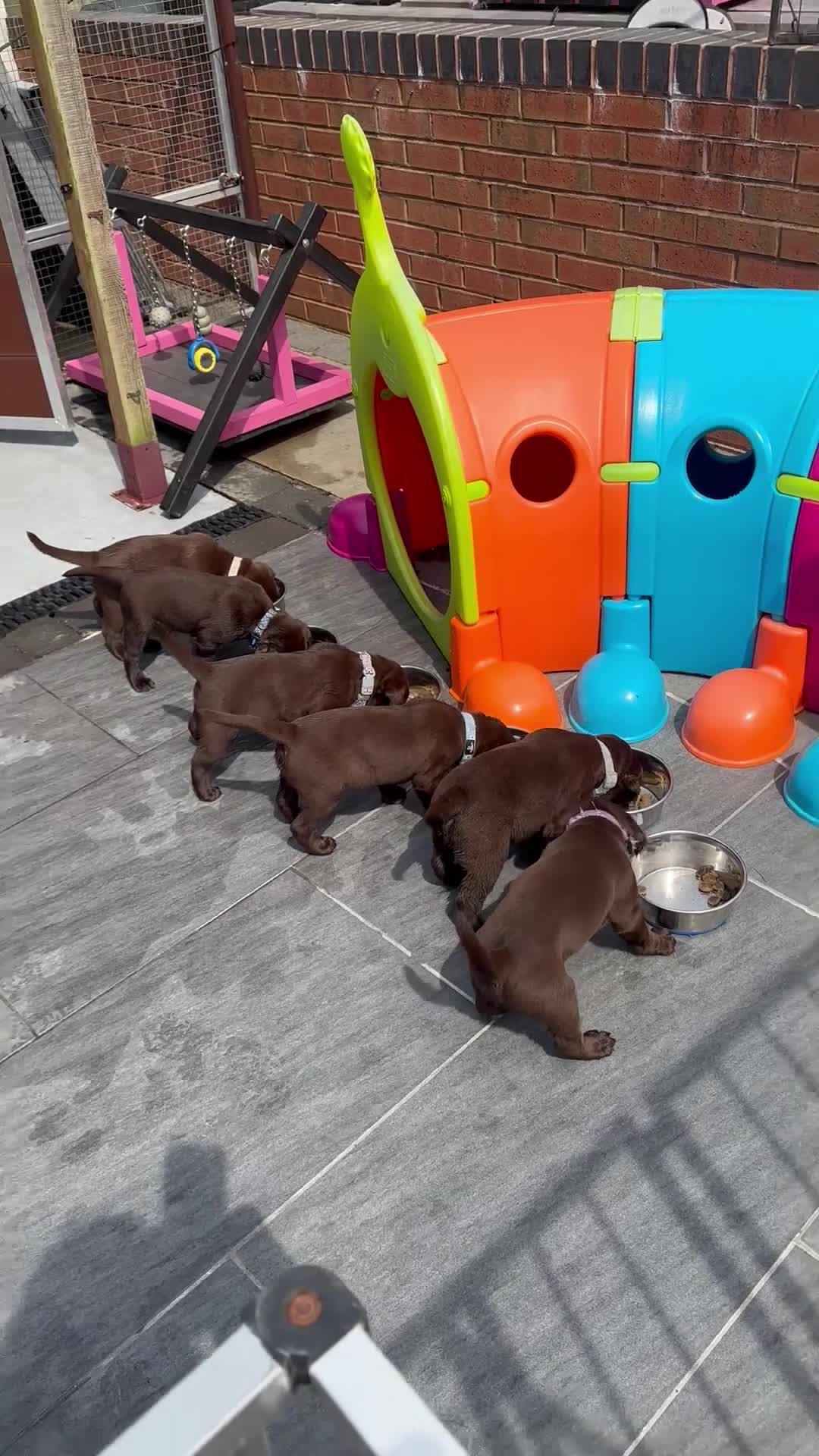 Labrador Retriever dogs for sale: One Male Chocolate Labrador Puppy For Sale - Video 1