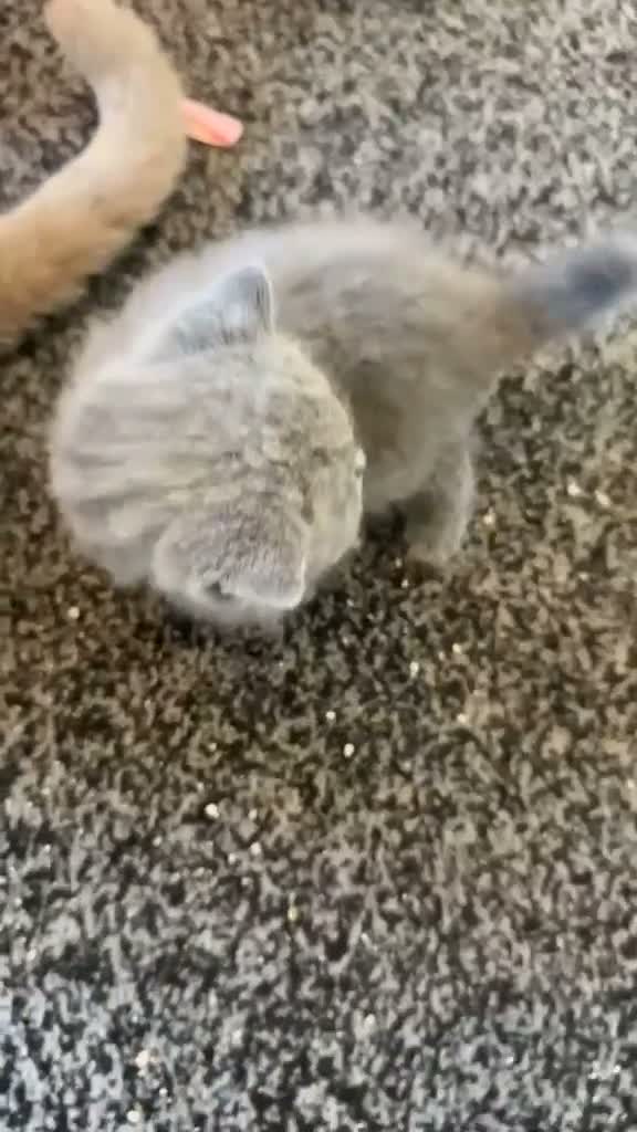 British Shorthair cats for sale: Beautiful British shorthair kittens in Coventry - Video 1