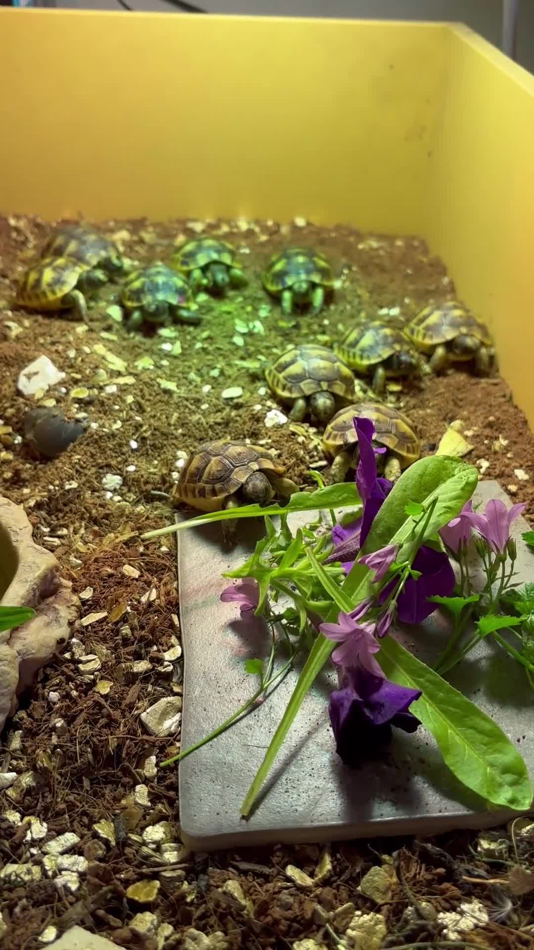 Tortoise reptiles for sale: Baby Spurthigh Tortoises - Video 1