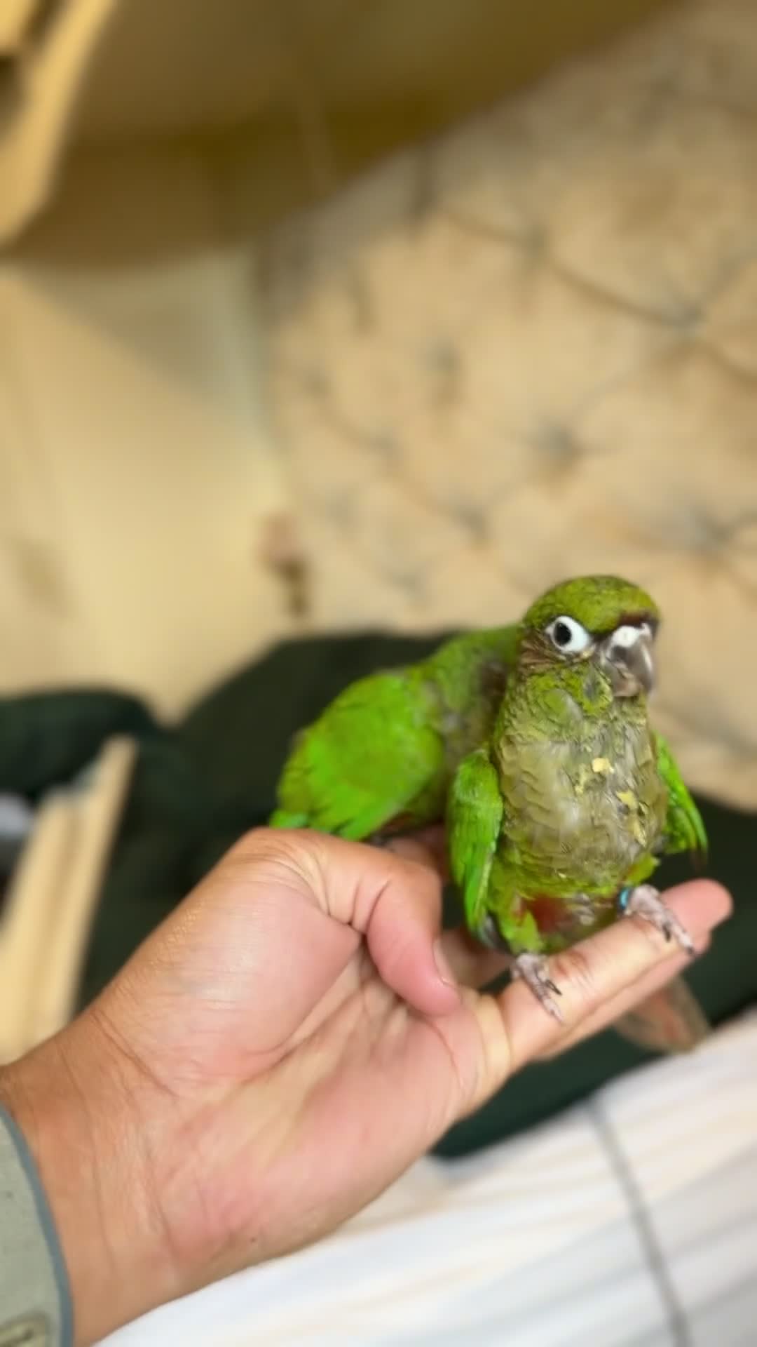 Parrots birds for sale: Adorable Hand-Reared Baby Conures – 10 Weeks Old - Video 1