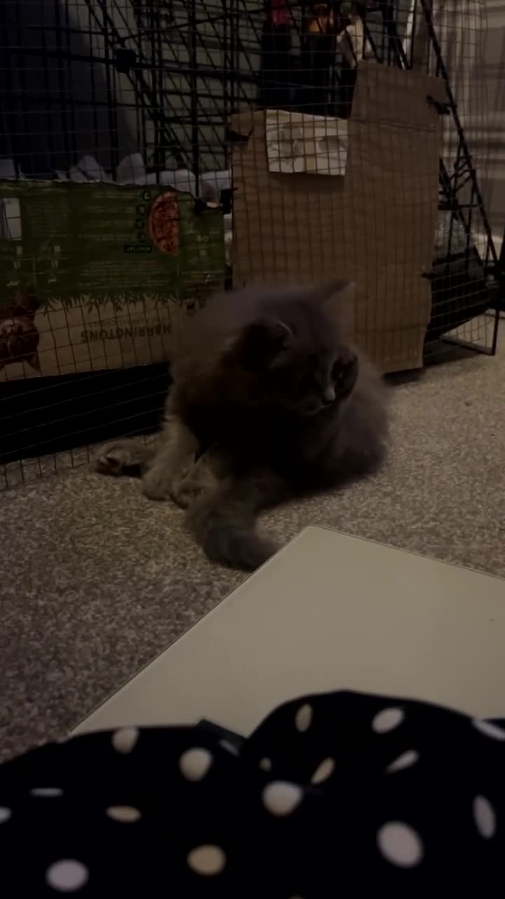 Mixed Breed cats for sale: Maincoon/ tabby/ ragdoll in Fort William - Video 1