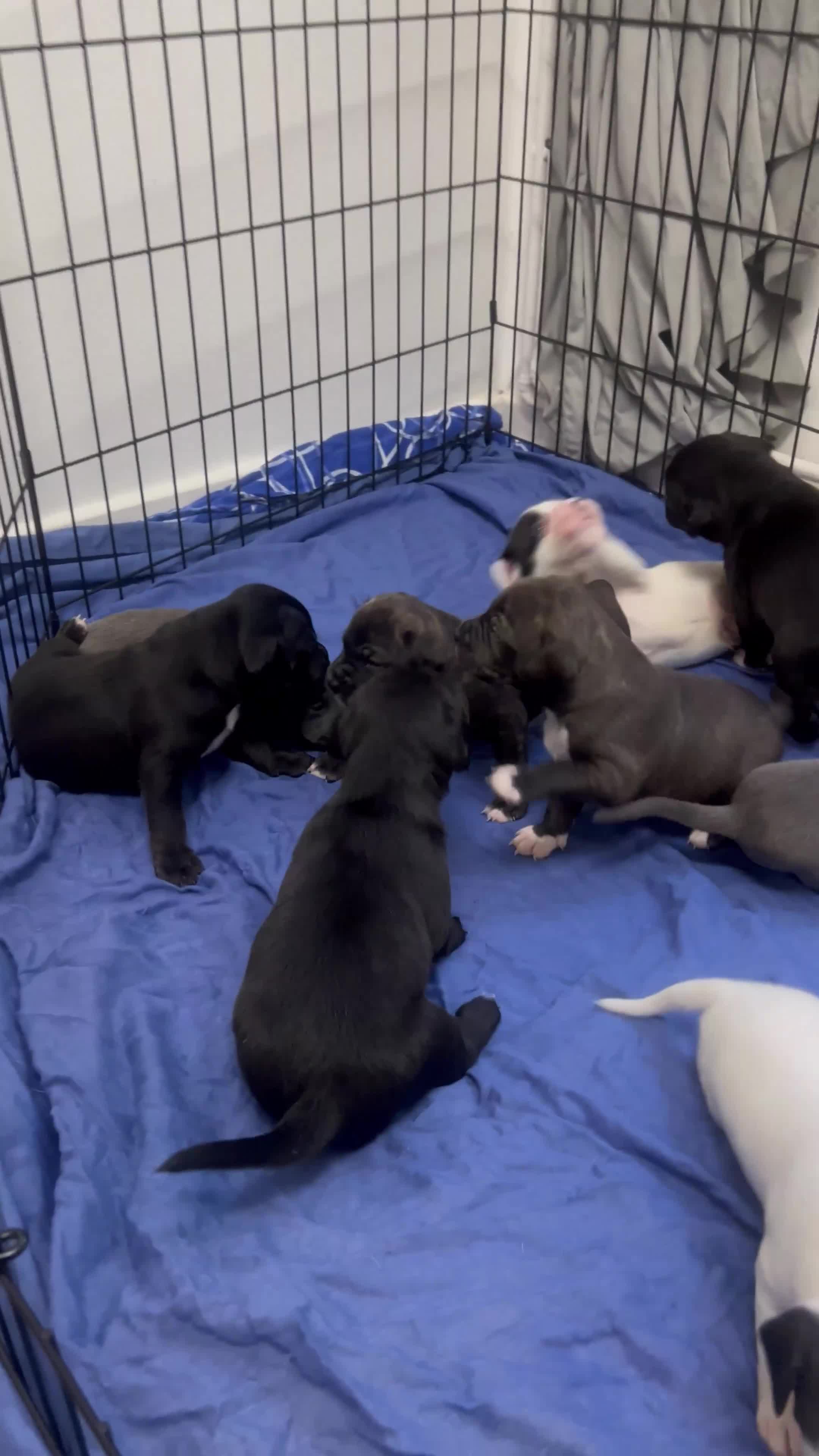Mixed Breed dogs for sale: 🏡 Staff x American Bulldog Puppies  - Video 1