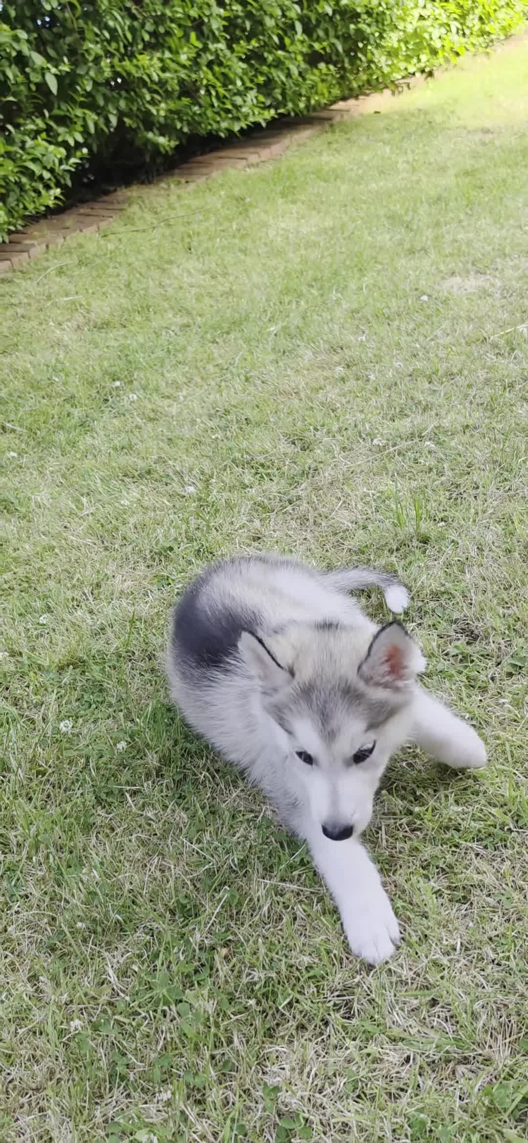 Siberian Husky dogs for sale: ..... in Glasgow - Video 1