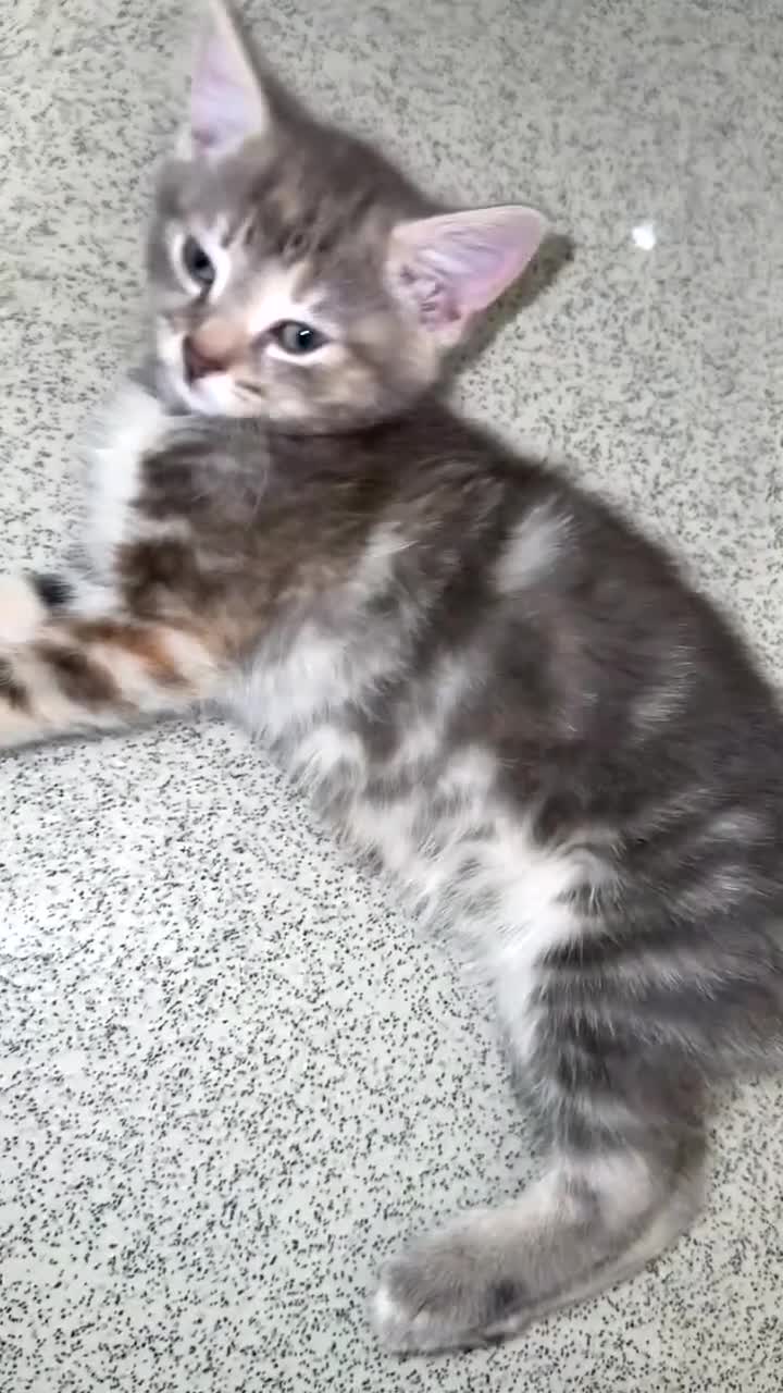 Mixed Breed cats for sale: Beautiful Grey Kittens  - Video 1