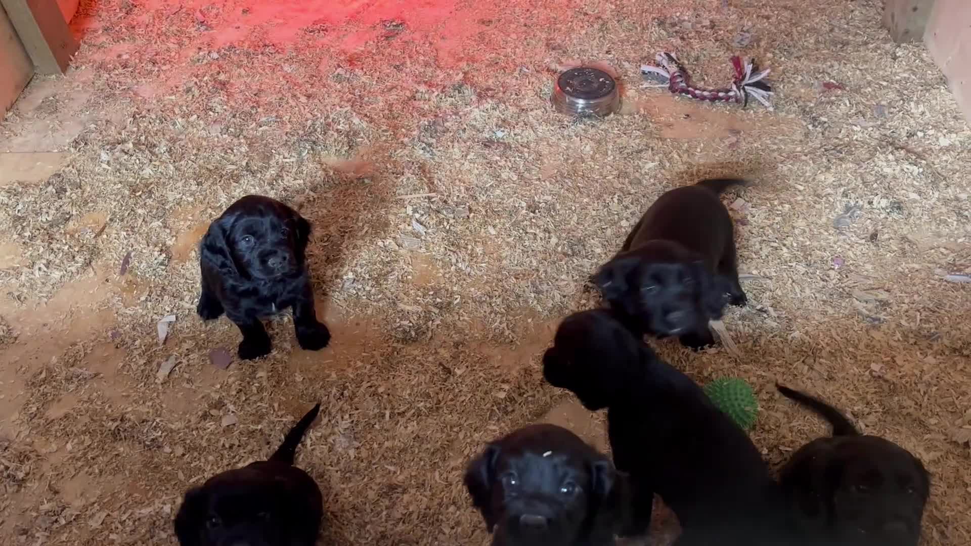 Cockalier dogs for sale: Cockalier puppy  - Video 1