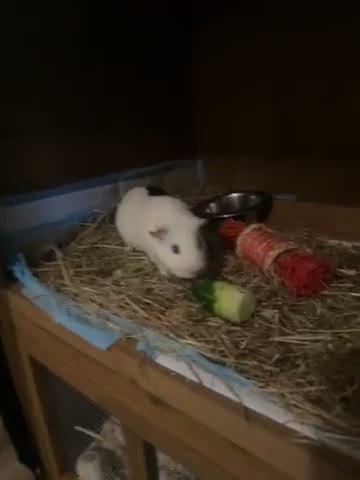 Guinea Pig rodents for sale: 2x female guinea pigs  in Shrewsbury - Video 1