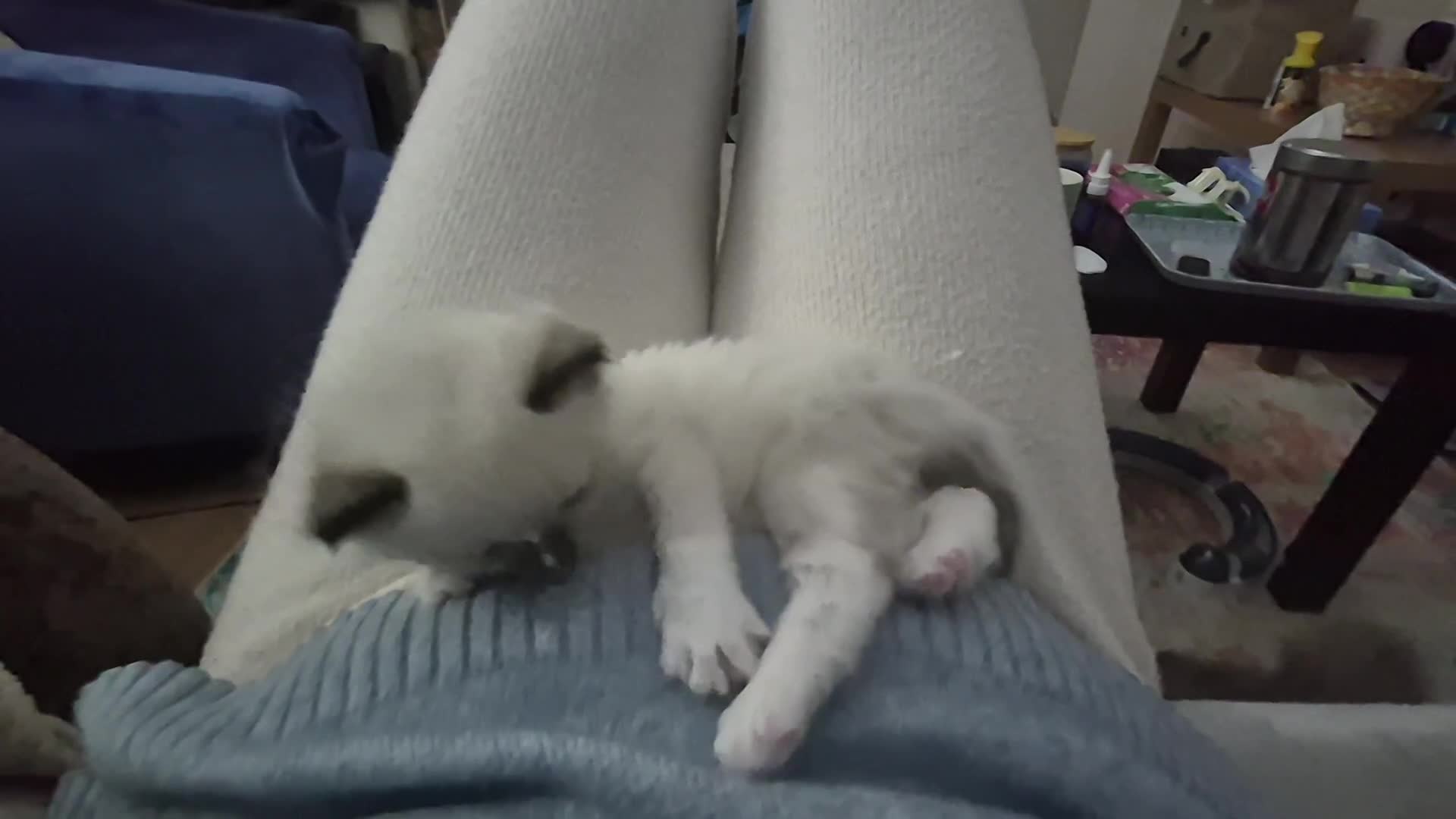 Ragdoll cats for sale: Ragdoll kittens (2 boys left) - Video 2