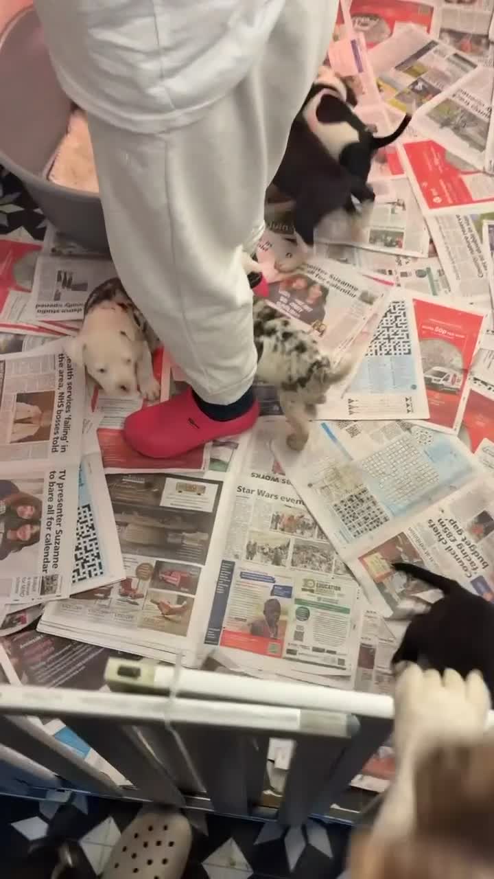 American Bully dogs for sale: American bully puppies  - Video 1