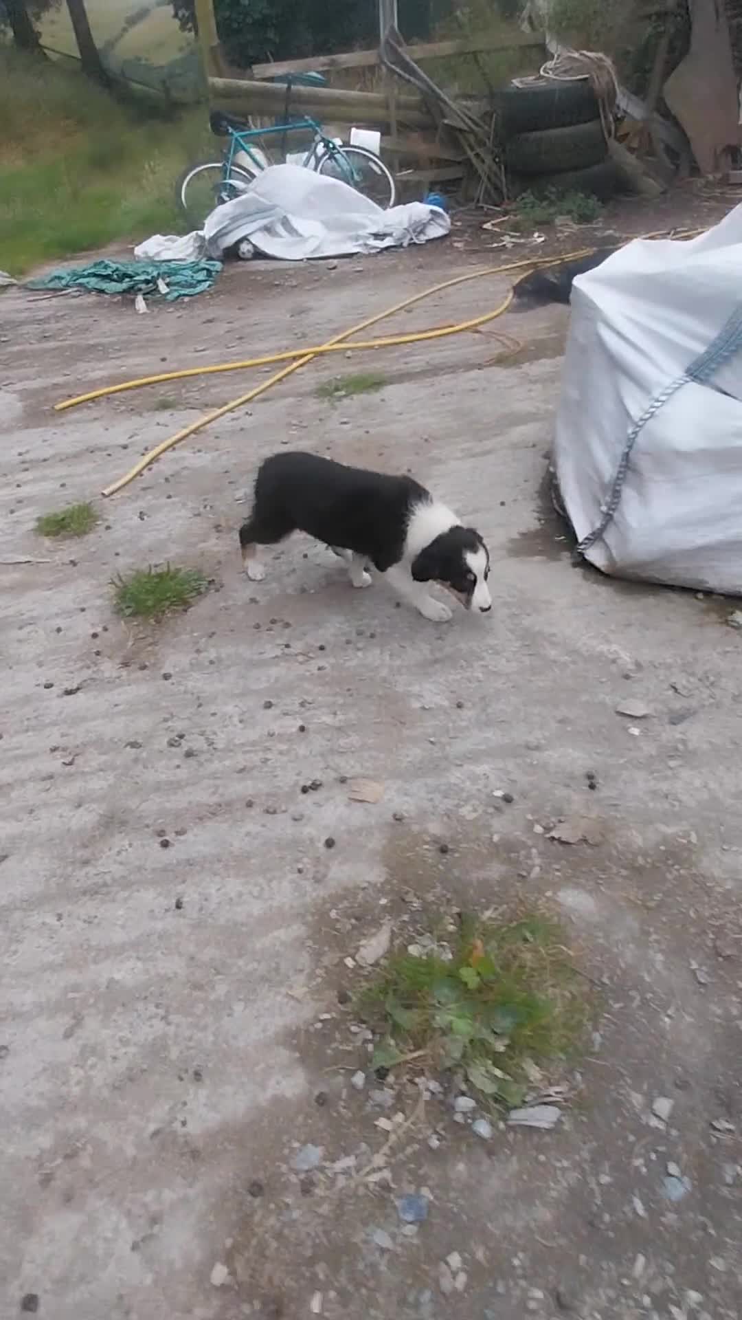 Border Collie dogs for sale: Four Female Border Collie Puppies  - Video 2