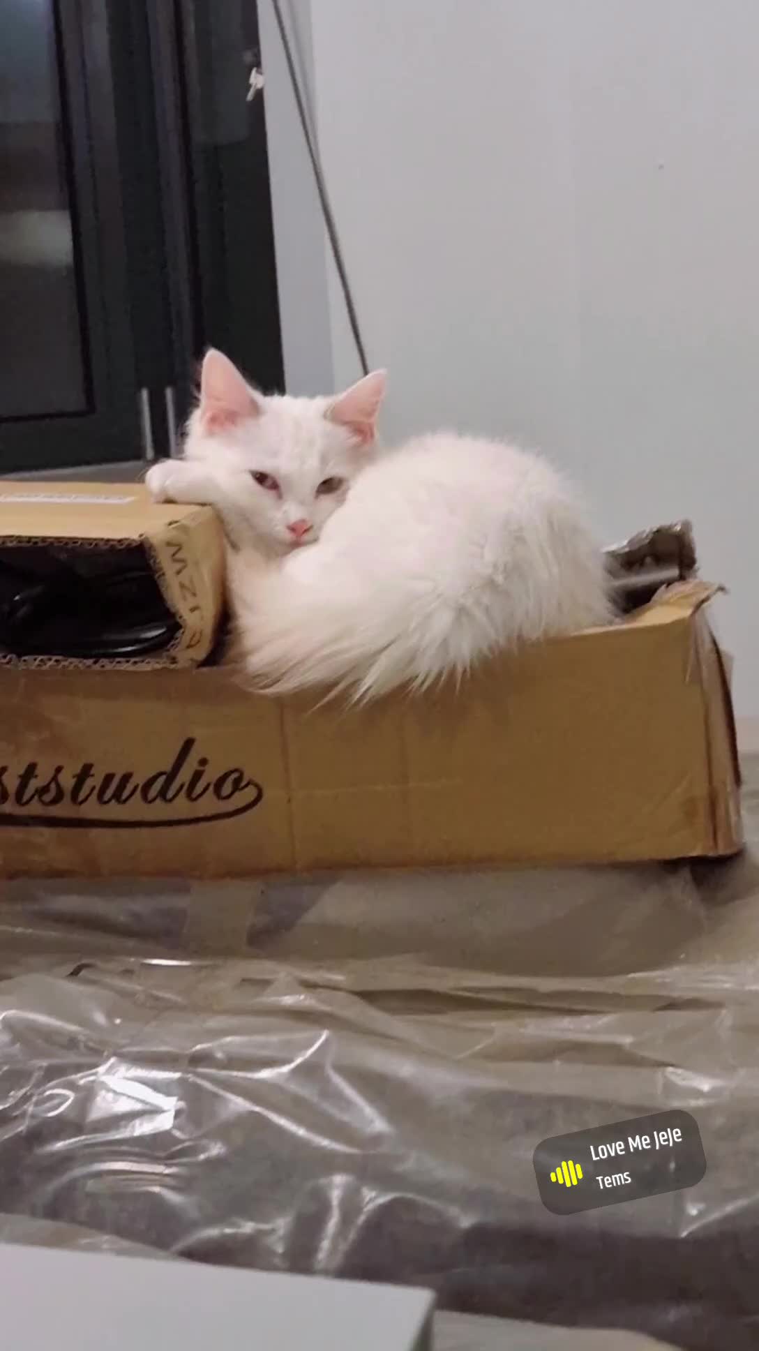 Ragdoll cats for sale: My buddy - Video 1